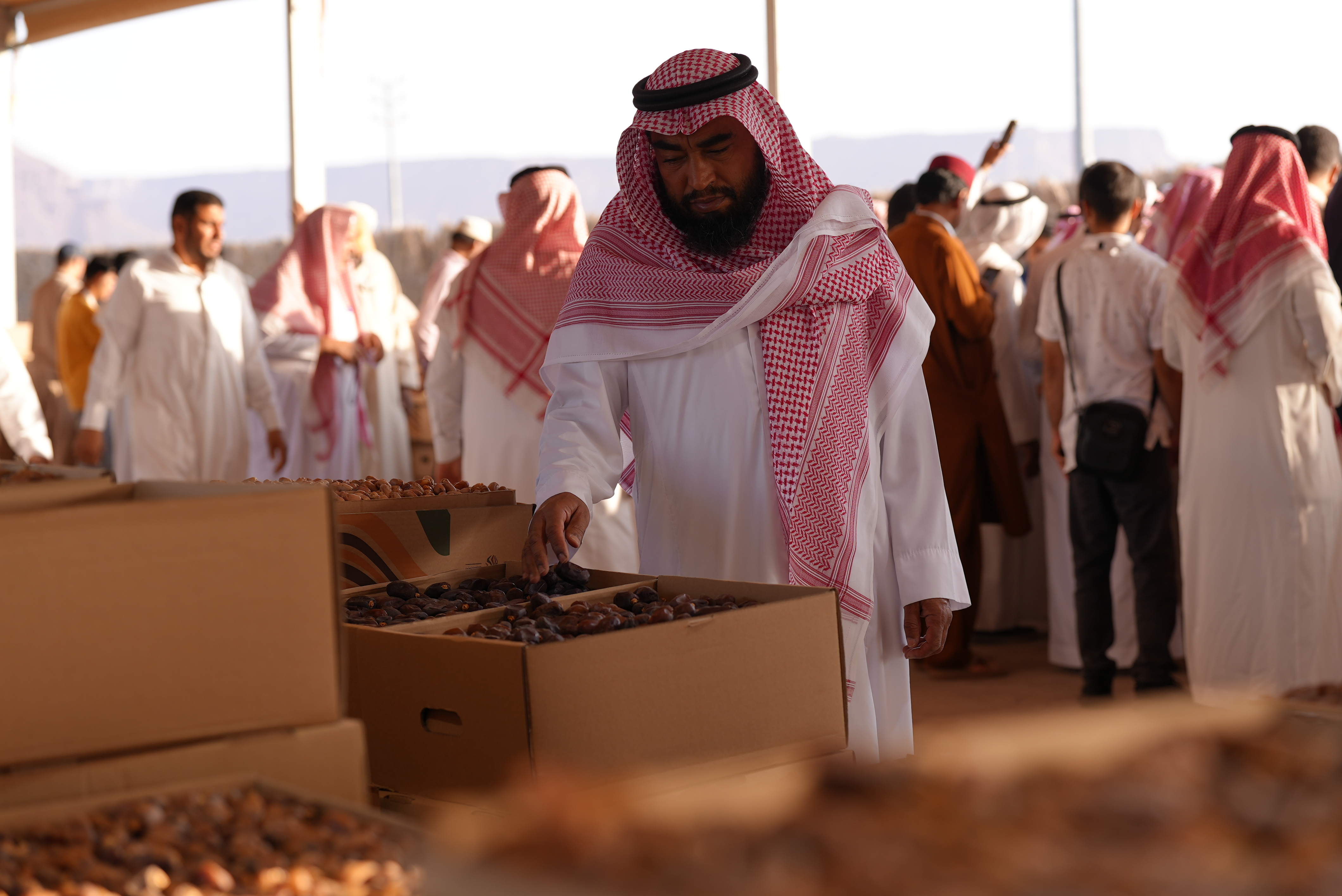 موسم سكرية المذنب الحمراء 